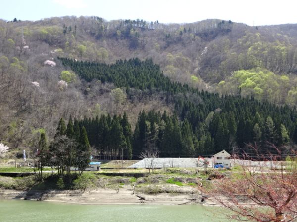 2020年春只見川対岸の山桜が咲き、ブナの芽吹きも始まりました。日々もこもことブナの芽吹きの柔らかな緑が増えて来ています。