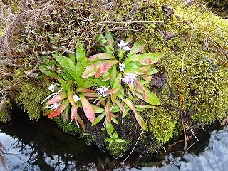 2019年春裏庭に今年もまた春を知らせる「ショウジョウバカマ」が咲き始めました。花を咲かそうとすると、意地悪な春の淡雪が・・・・・