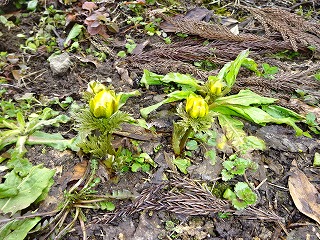 2019年春「福寿草」もお天気のいい日は、花を広げ春の日差しを浴びています。