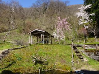 2020年春当館裏庭の枝垂れ桜も満開となり、周りの木々も芽吹きに時の「春紅葉」に染まり始め山がにぎやかになり始めました。