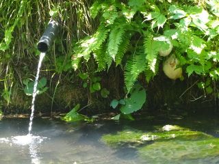 2020年夏今年は例年に無く、カエルの声がたくさん聞こえていたのですが・・・・・ 　天然記念物の「モリアオガエル」の産卵期を迎え、当館裏庭の池の水際のところに、泡状の直径１０～１２センチほどの白い卵塊が２つ有るのを見つけました。２週間ほどでオタマジャクシとなって池に落ちる様ですが、毎日目が離せません。