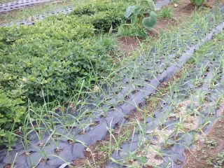 畑のニンニク　一片づつ植え付けてから３０日くらいです。無臭ニンニクはまだ伸びませんが、普通のニンニクは綺麗に揃いました。