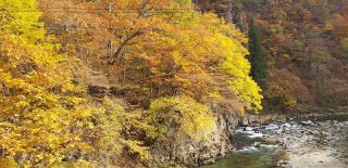  金山町から昭和村への　国道４００号　紅葉真っ盛り！ほとんど黄色　一か所　真っ赤なもみじ、赤は目立ちます。